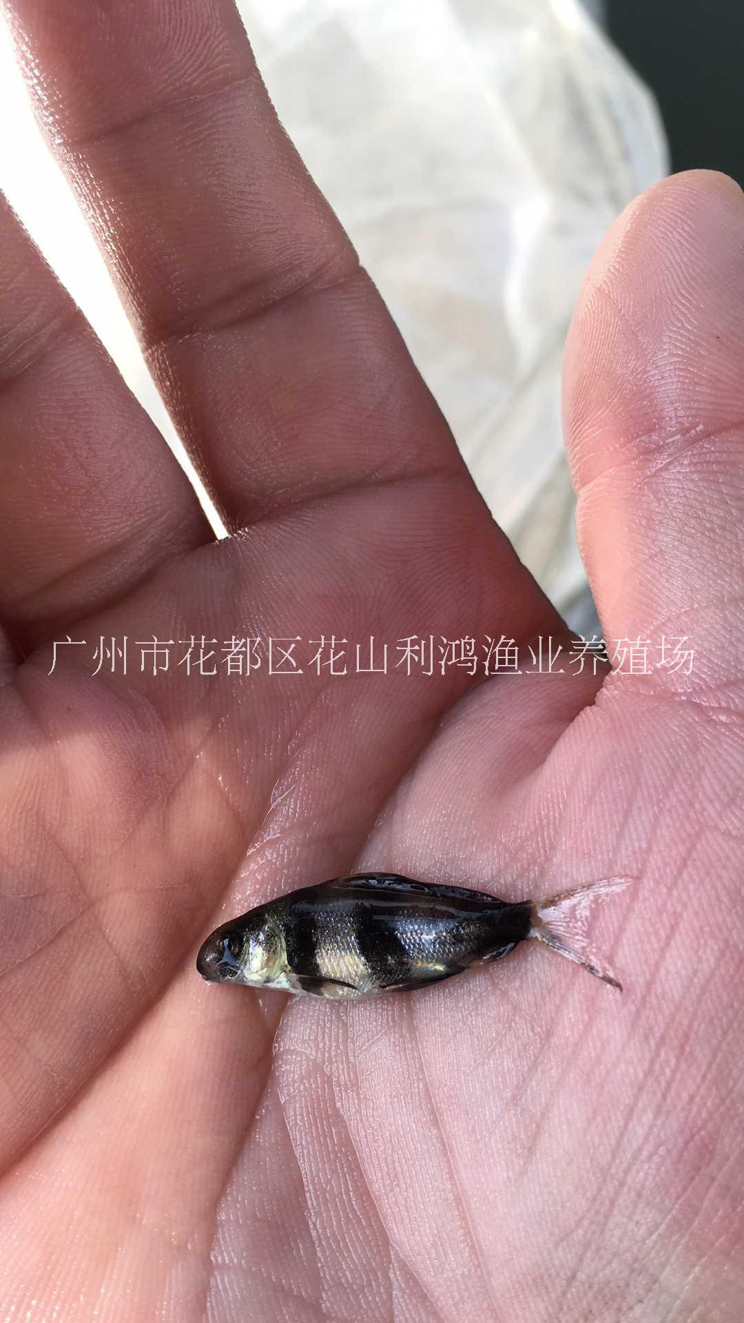 一帆風順魚魚苗 胭脂魚苗