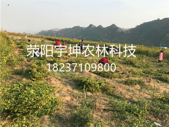 突尼斯軟籽石榴樹苗圖片/突尼斯軟籽石榴樹苗樣板圖 (4)