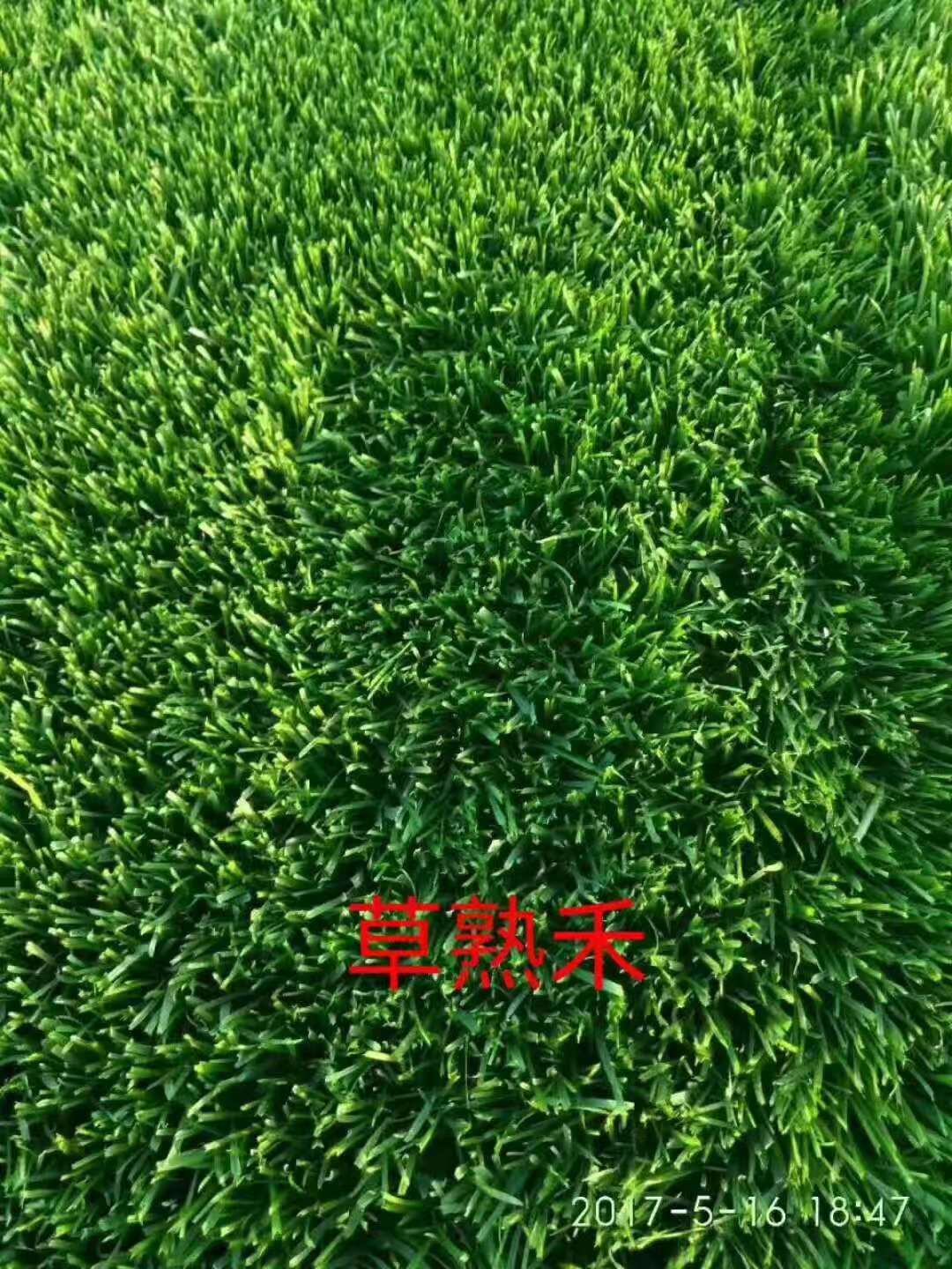 早熟禾品種草坪  四季青草坪批發(fā)足球場(chǎng)  耐踐踏耐寒耐旱綠化工果嶺草