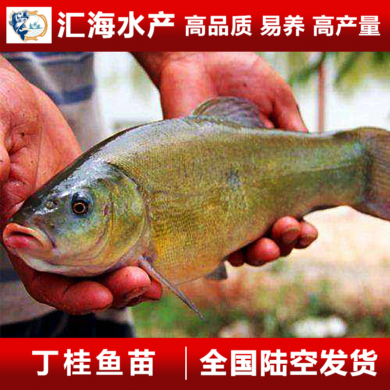 丁桂魚苗 丁穗魚苗 丁歲魚苗圖片
