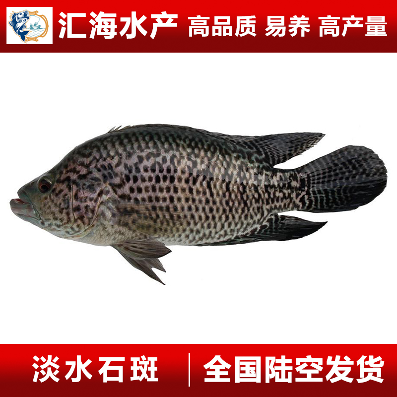 石斑魚苗 花斑魚苗 珍珠石斑魚苗  花老虎魚苗 漁場(chǎng)直銷