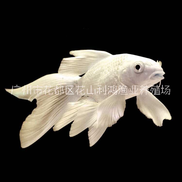 高檔觀賞魚(yú)圖片/高檔觀賞魚(yú)樣板圖 (2)