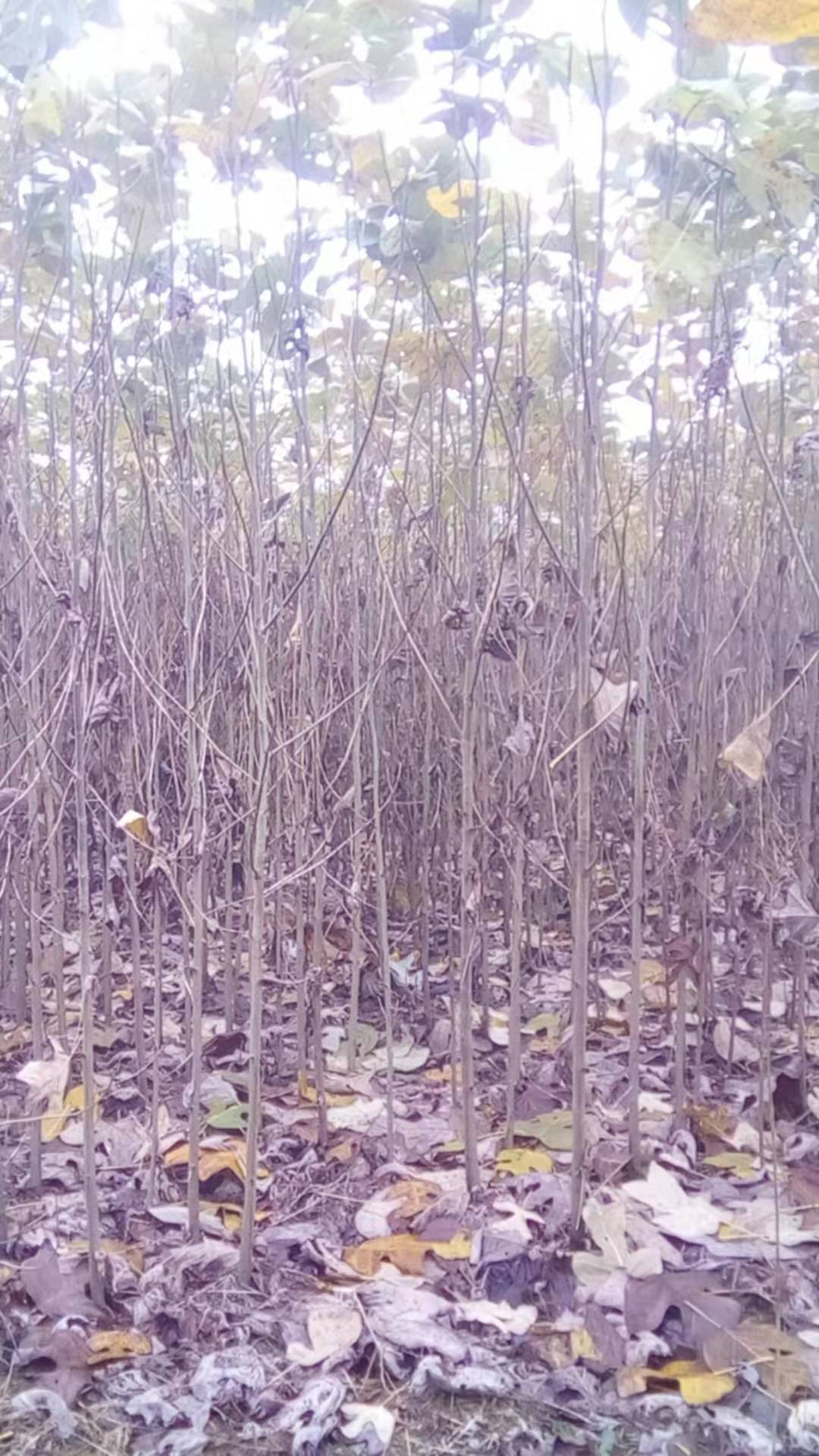 鵝掌圖片/鵝掌樣板圖 (3)