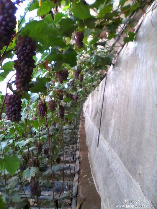 夏黑葡萄苗圖片/夏黑葡萄苗樣板圖 (3)