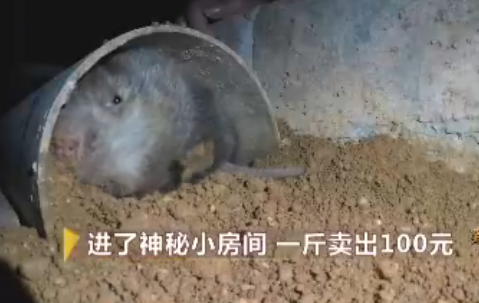 湖南優(yōu)質(zhì)商品竹鼠銷(xiāo)售批發(fā)圖片/湖南優(yōu)質(zhì)商品竹鼠銷(xiāo)售批發(fā)樣板圖 (1)