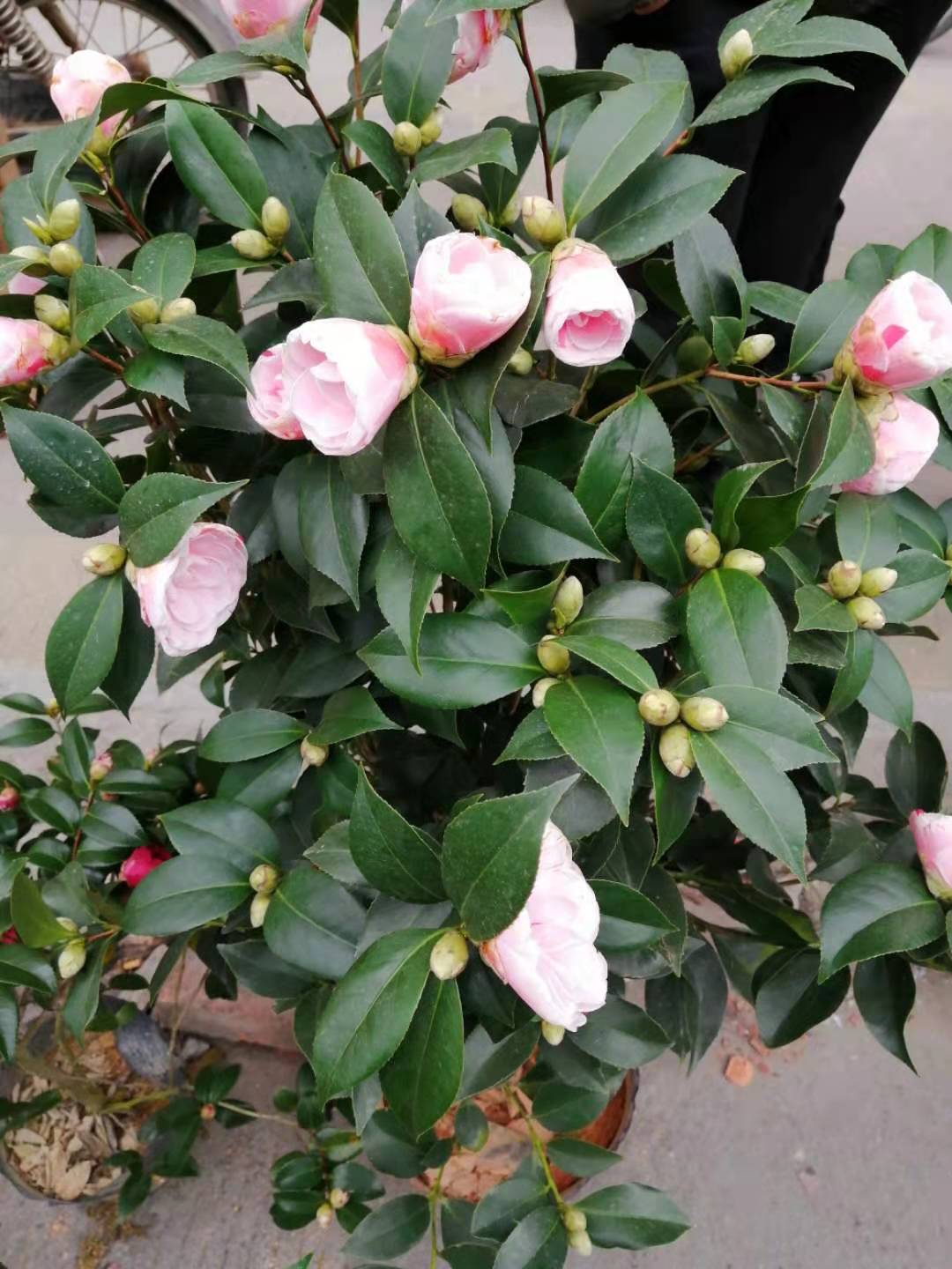 福建茶花盆栽多少錢一盆_種植基地直銷價格圖片