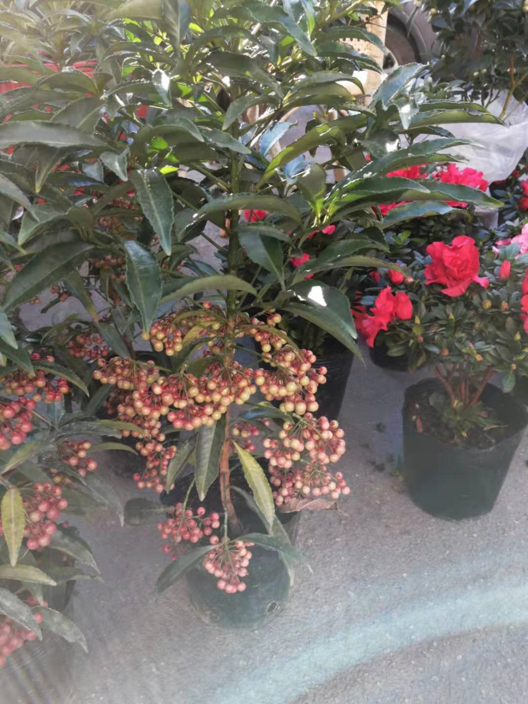 龍巖富貴子苗種植基地直銷價(jià)格_供應(yīng)商圖片