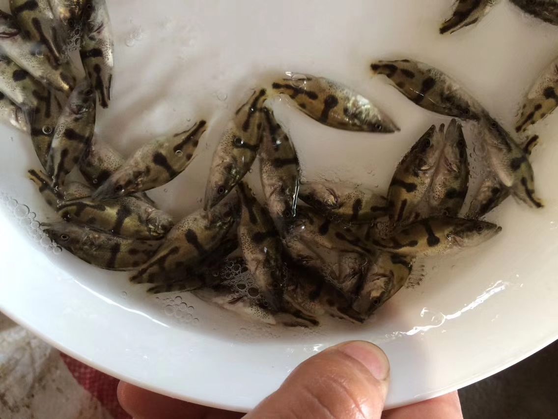 魚苗圖片/魚苗樣板圖 (4)