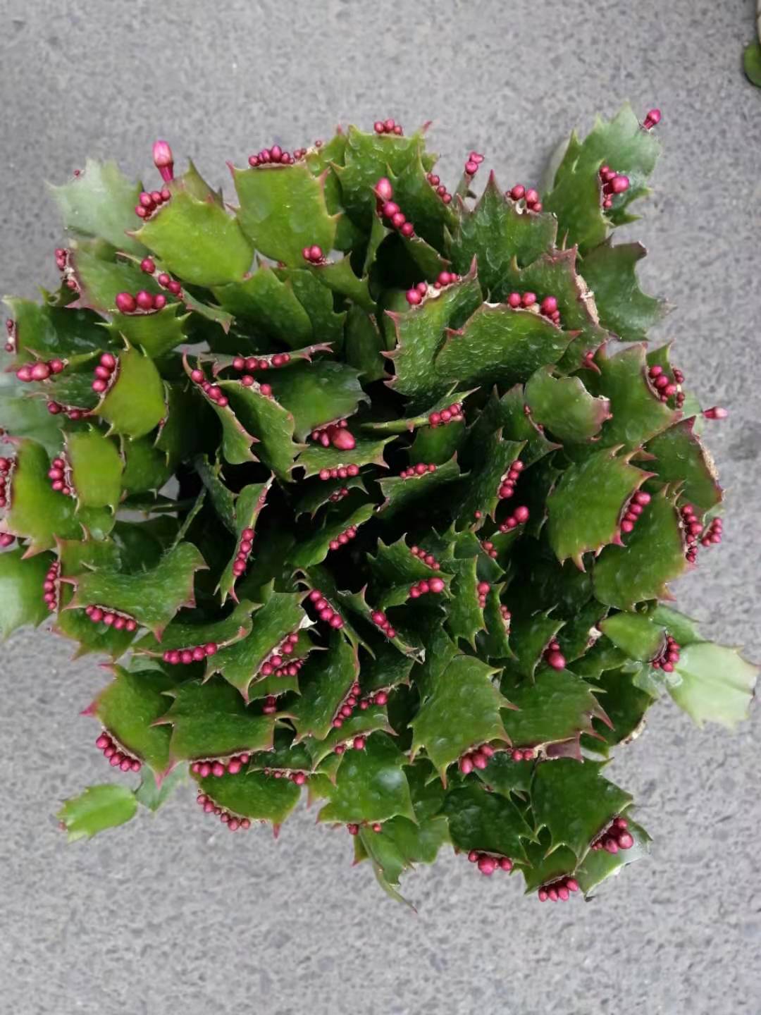 福建批發(fā)盆裝蟹爪蘭基地_直銷價格圖片