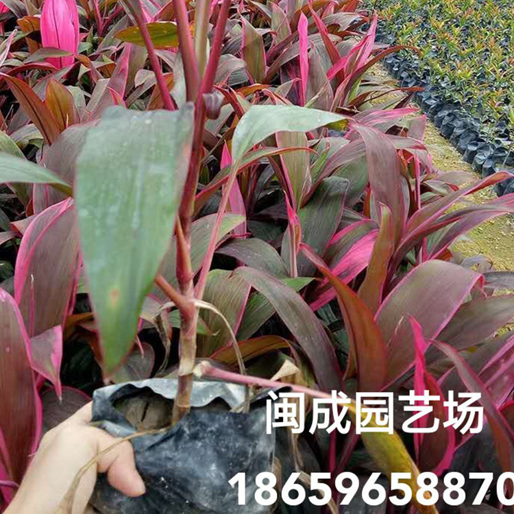 紅葉圖片/紅葉樣板圖 (3)