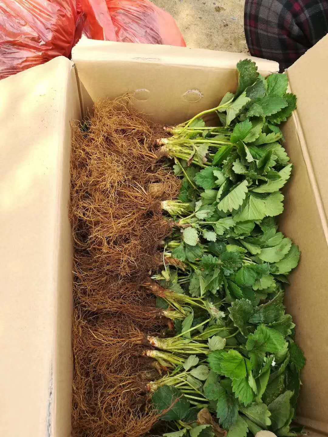 泰安市優(yōu)質(zhì)莓寶草莓苗批發(fā)-報(bào)價(jià)-電話(huà)-供應(yīng)商