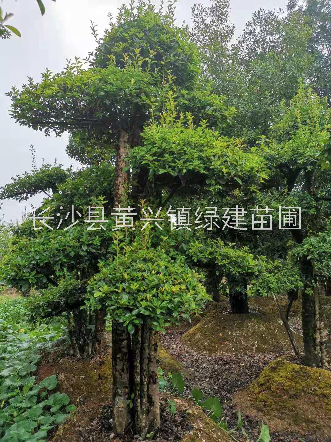 长期供应椤木石楠桩基地直销，湖南椤木石楠桩报价价格，各种造型椤木石楠桩定制电话