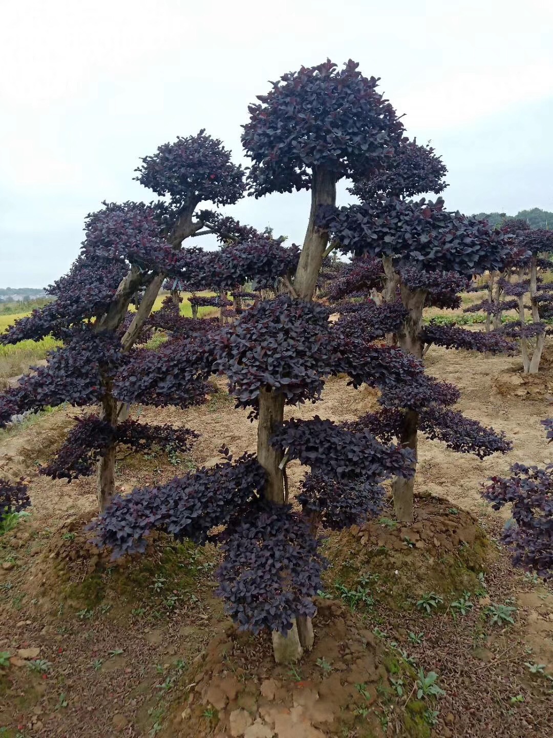 长沙市造型红继木庄种植基地 红继木庄价格 造型红继木批发