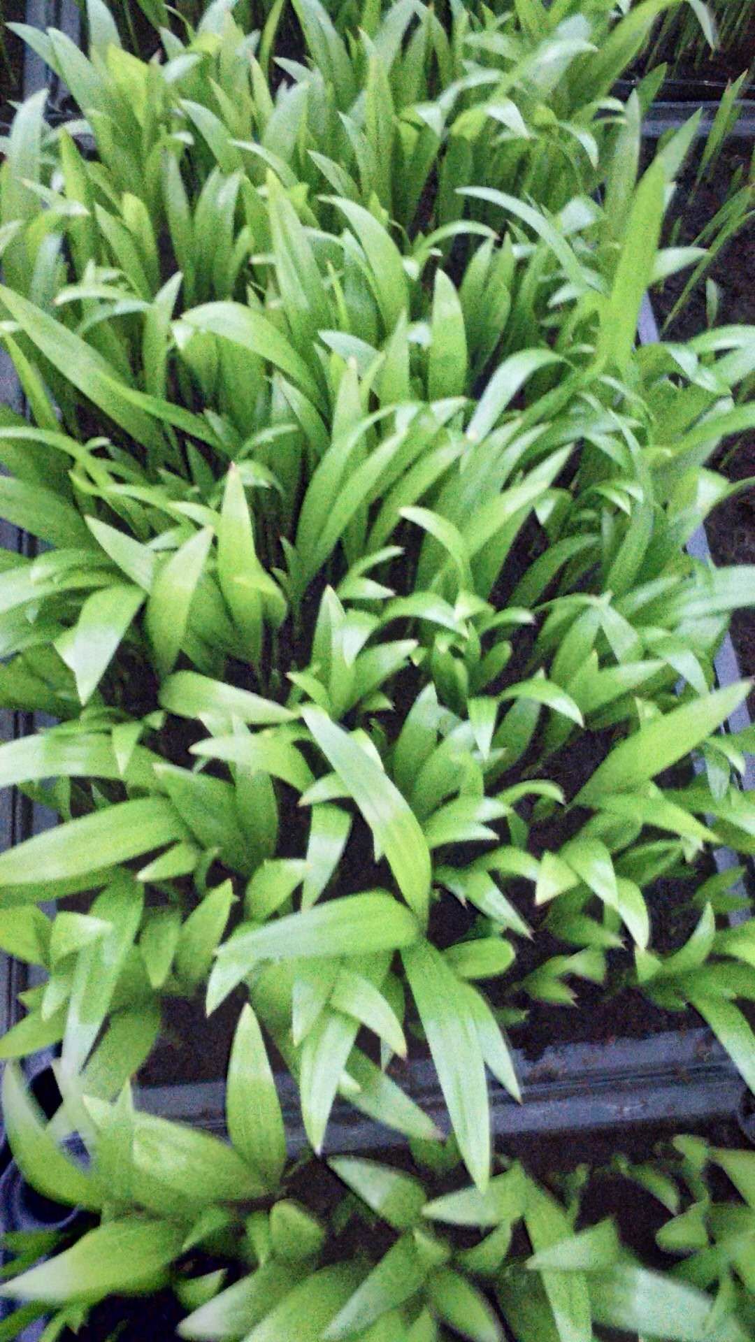 佛山市散尾葵觀葉植物盆栽批發(fā)-基地-供應(yīng)商-直銷