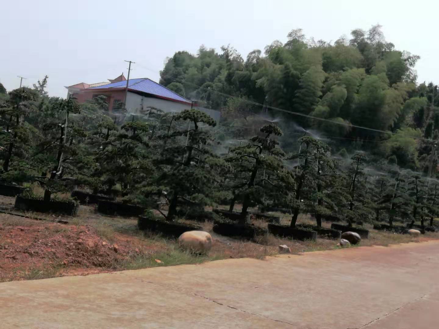 湖南长沙浏阳黑松小苗大树种植基地直销价格图片