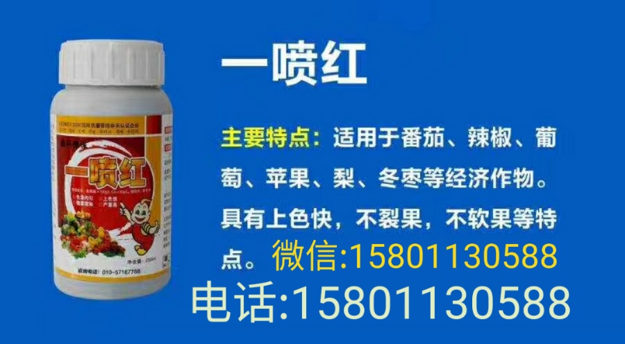 鑫科植保一喷红 桔类专用催红膨大增甜靓果上色增红叶面肥沙糖桔柑橘催红不催熟包 鑫科植保一喷就红