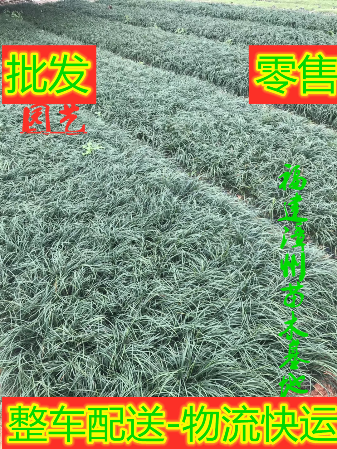 麥冬草圖片/麥冬草樣板圖 (2)