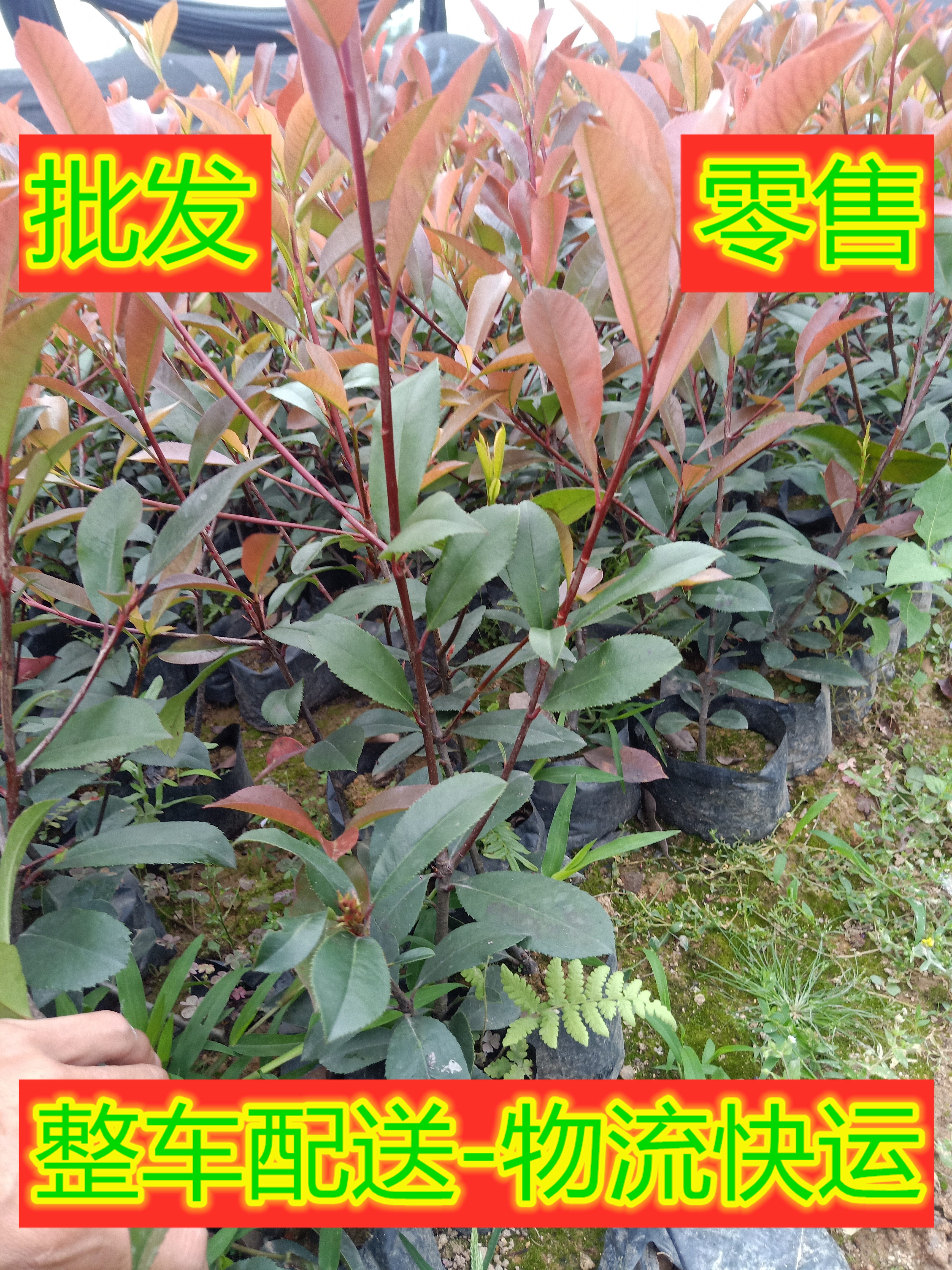 福建紅葉石楠基地%漳州紅葉石楠批發(fā)*紅葉石楠價格【漳浦縣閩成園藝場】