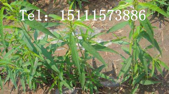 油桃苗圖片/油桃苗樣板圖 (1)