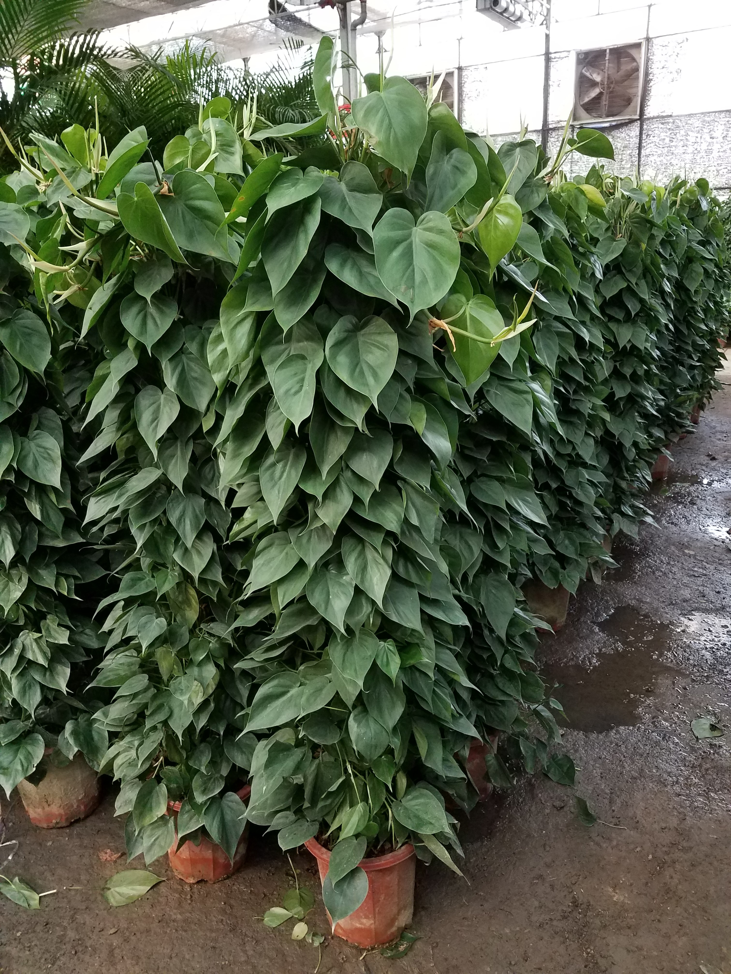 花卉市場圖片/花卉市場樣板圖 (1)