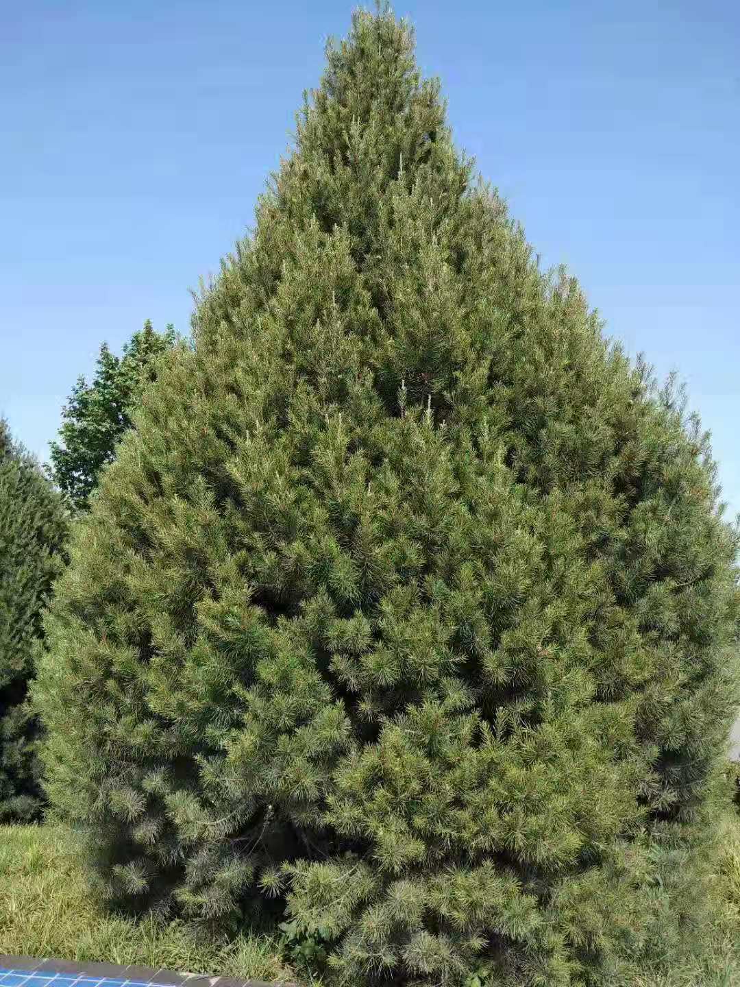 5米白皮松一級(jí)樹種植基地圖片