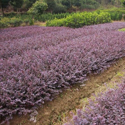 紅花繼木圖片/紅花繼木樣板圖 (3)
