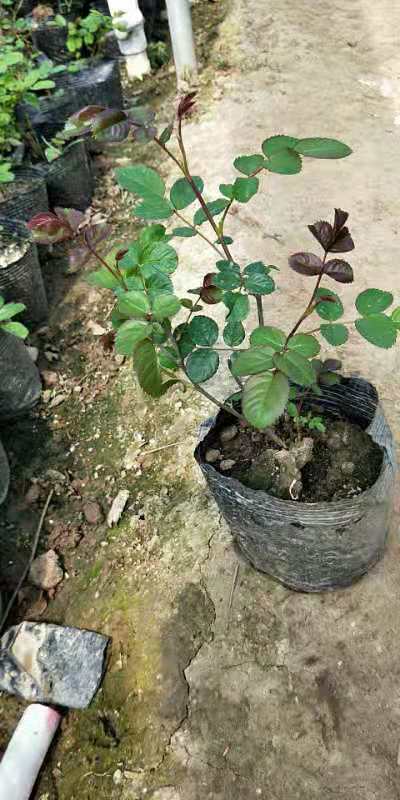 月季花圖片/月季花樣板圖 (4)