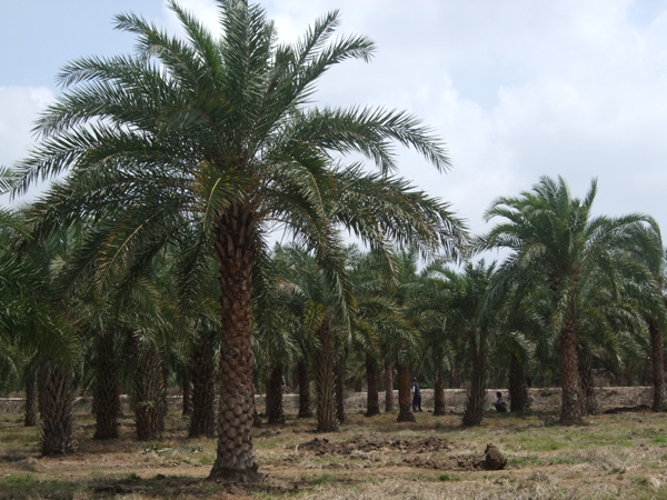 【福建漳州銀海棗地苗基地】-福建漳州銀海棗地苗價(jià)格直銷(xiāo)