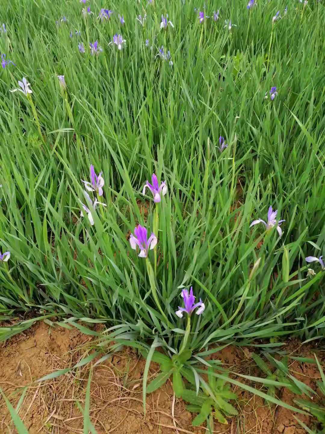 馬蘭花苗供應(yīng)商