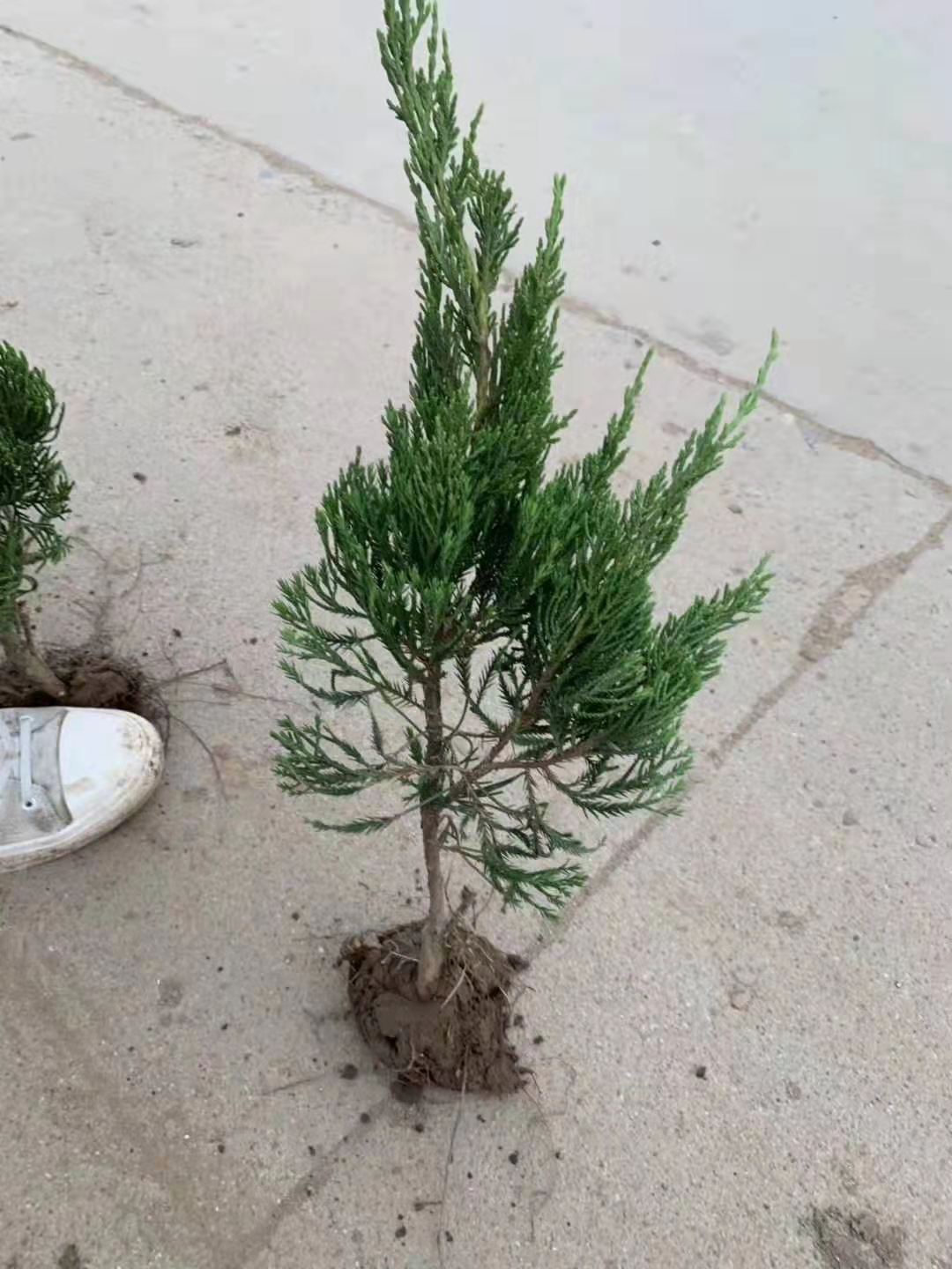 檜柏圖片/檜柏樣板圖 (4)