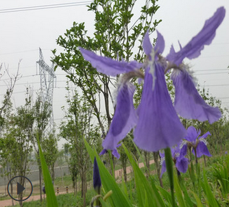 馬蘭花圖片/馬蘭花樣板圖 (3)