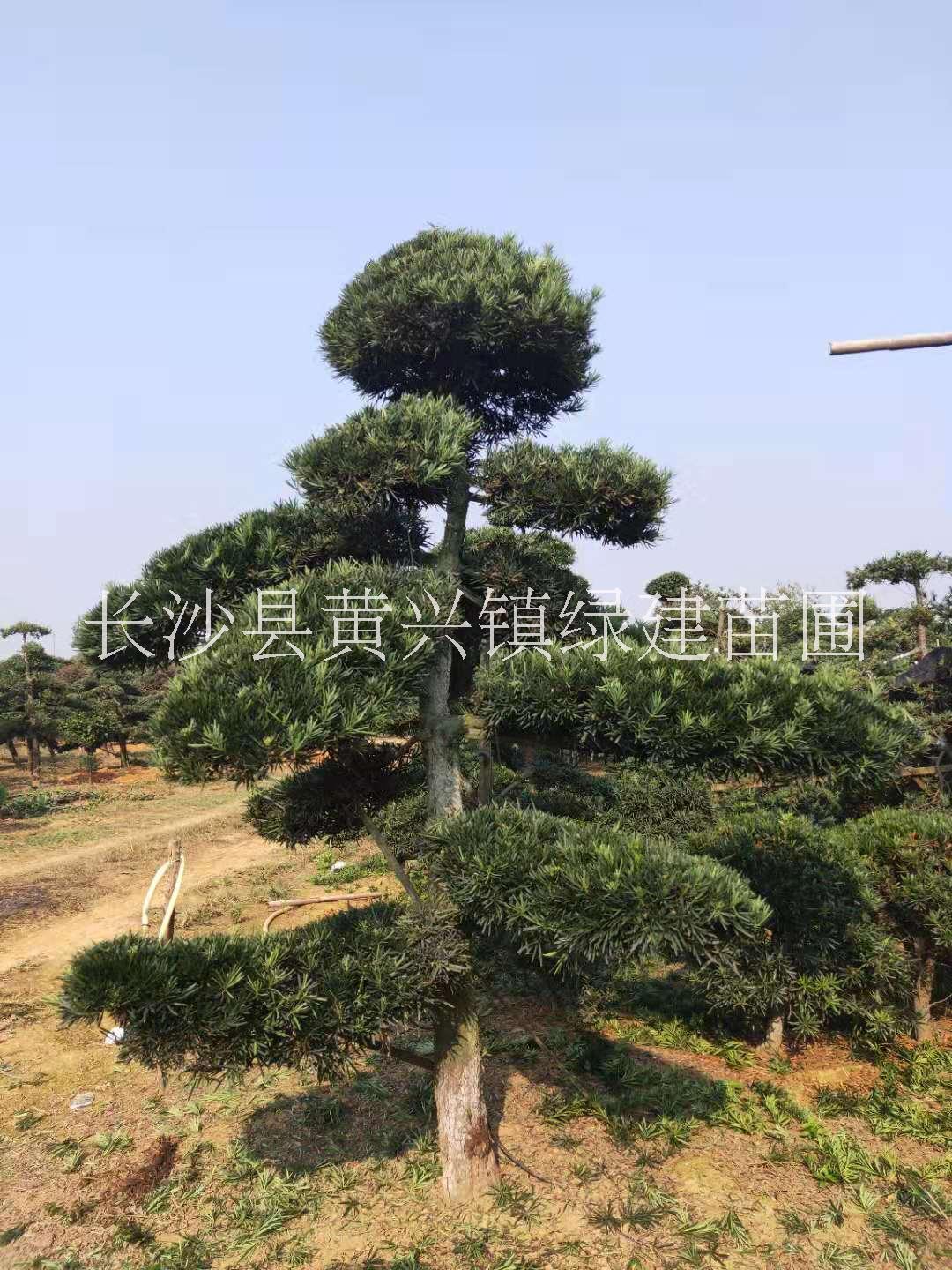 造型羅漢松圖片/造型羅漢松樣板圖 (4)