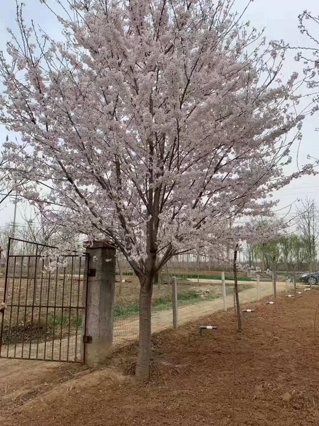 邛崃市景观樱花树批发基地  樱花树品种价格