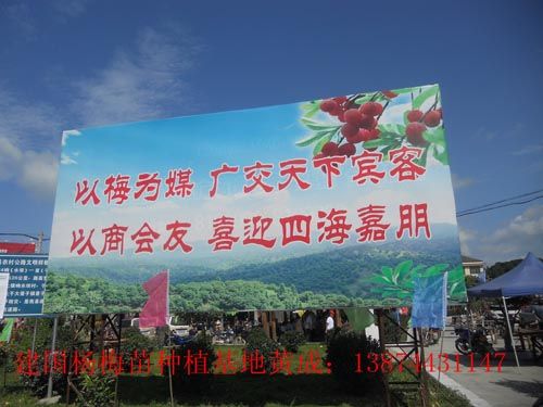 四川楊梅苗優(yōu)質(zhì)供應(yīng)商【靖州縣建國楊梅苗種植基地】