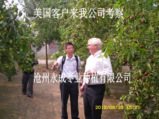 棗苗圖片/棗苗樣板圖 (3)