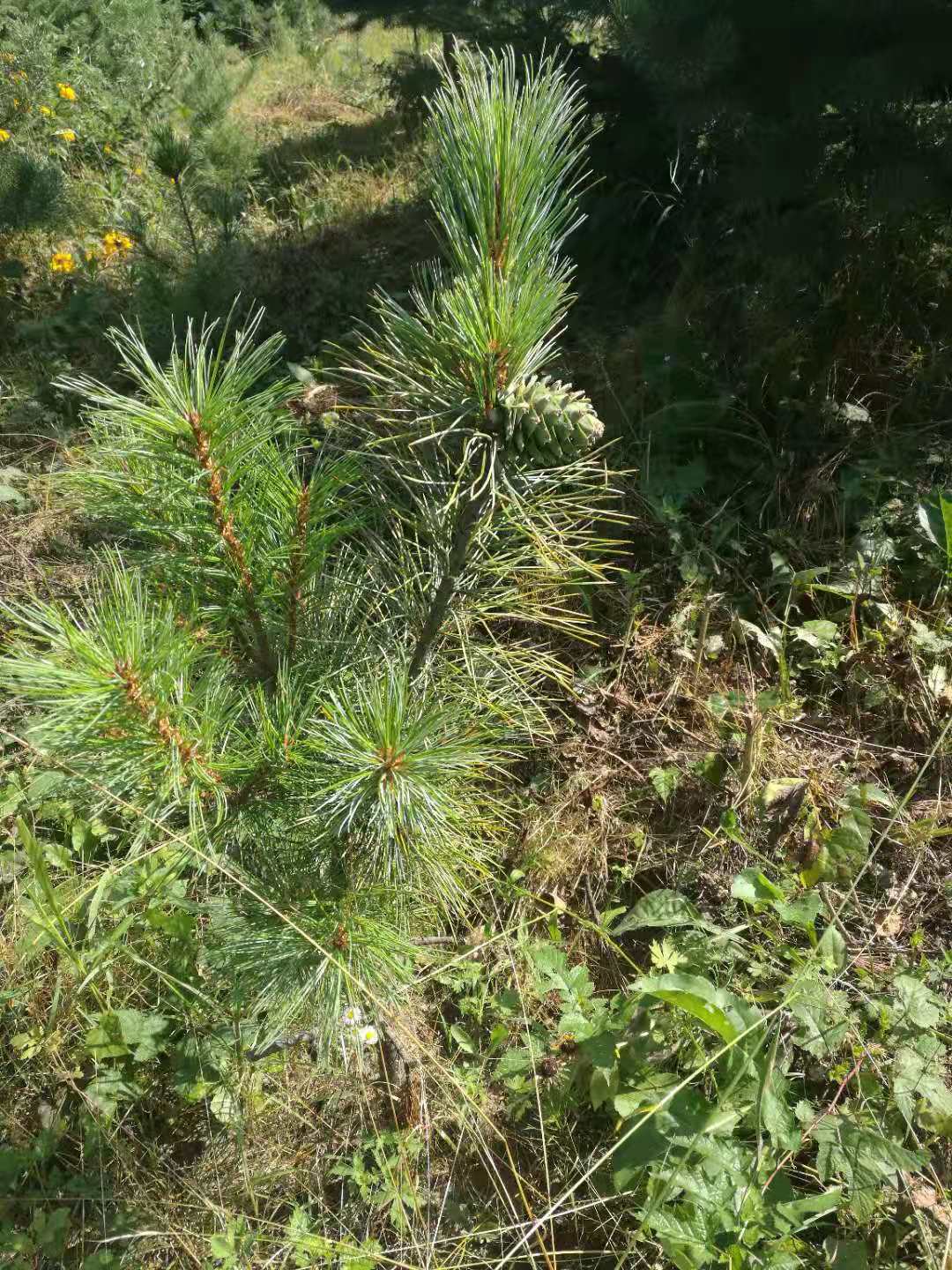 紅松種苗圖片