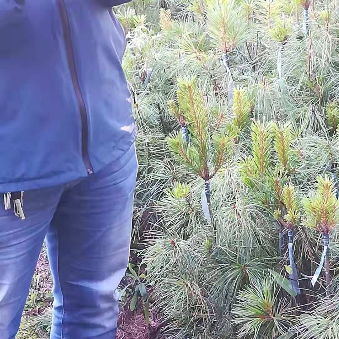 嫁接苗圖片/嫁接苗樣板圖 (4)