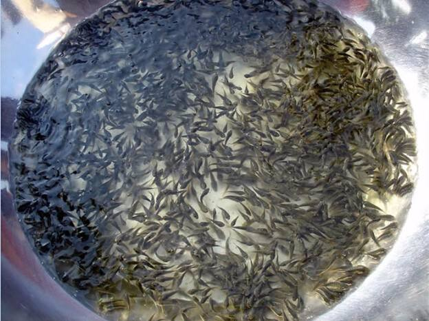 黃顙魚(yú)養(yǎng)殖怎么養(yǎng)一畝黃顙魚(yú)的利潤(rùn)