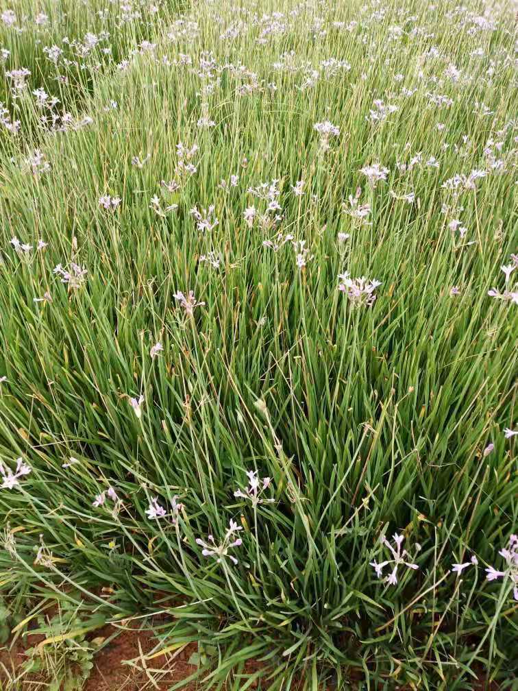 紫嬌花圖片/紫嬌花樣板圖 (4)