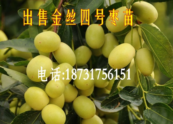 冰糖棗苗圖片/冰糖棗苗樣板圖 (2)