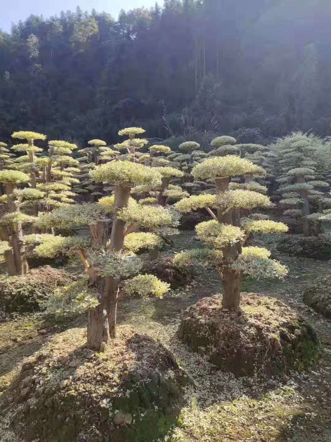 长沙市造型金姬女贞桩厂家