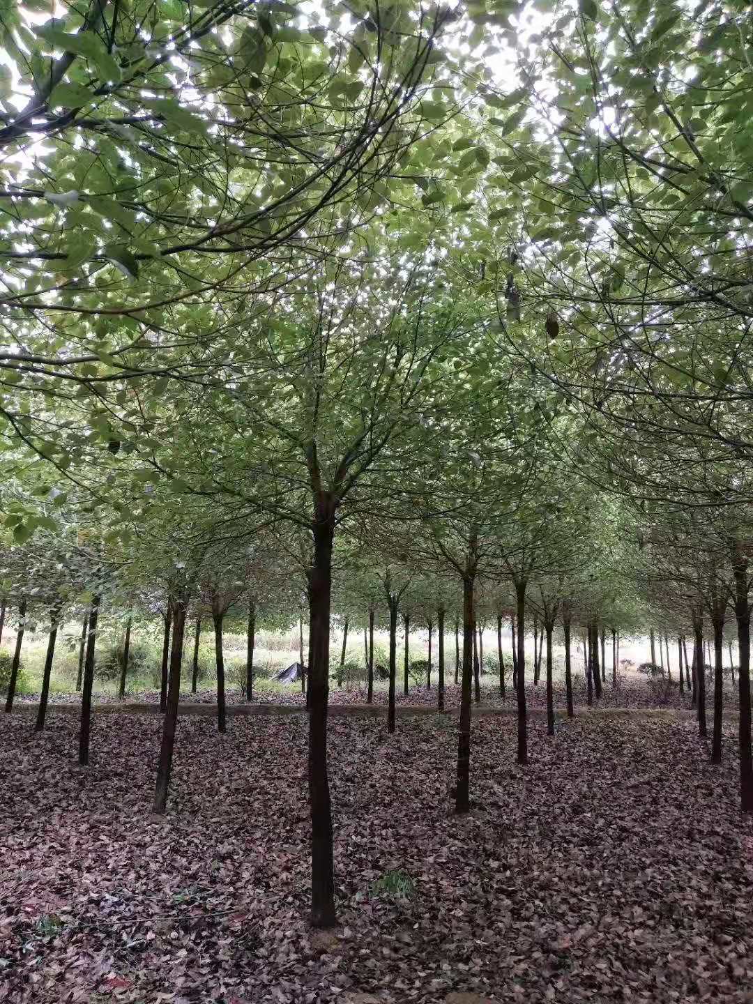 香樟基地圖片/香樟基地樣板圖 (1)