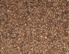 千年桐種子廠家直銷  千年桐種子報價 廣西千年桐種子