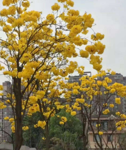 黃花風(fēng)鈴哪家好 黃花風(fēng)鈴報價 廣西黃花風(fēng)鈴