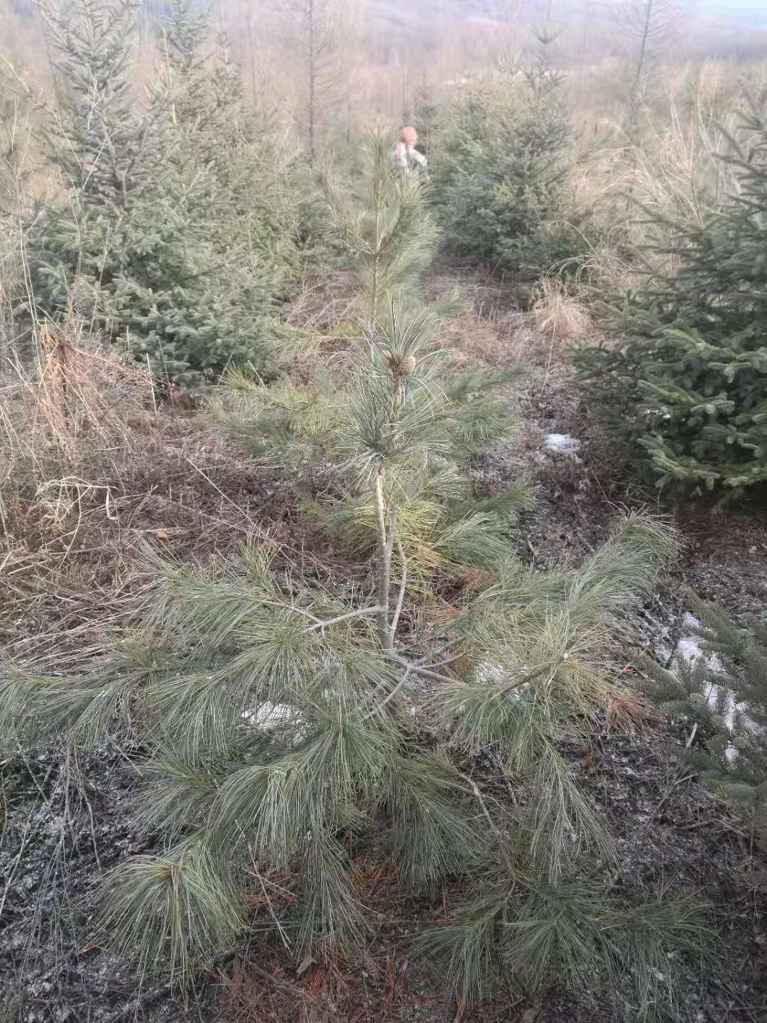 遼寧鞍山紅松嫁接苗基地直銷價(jià)格 高存活率