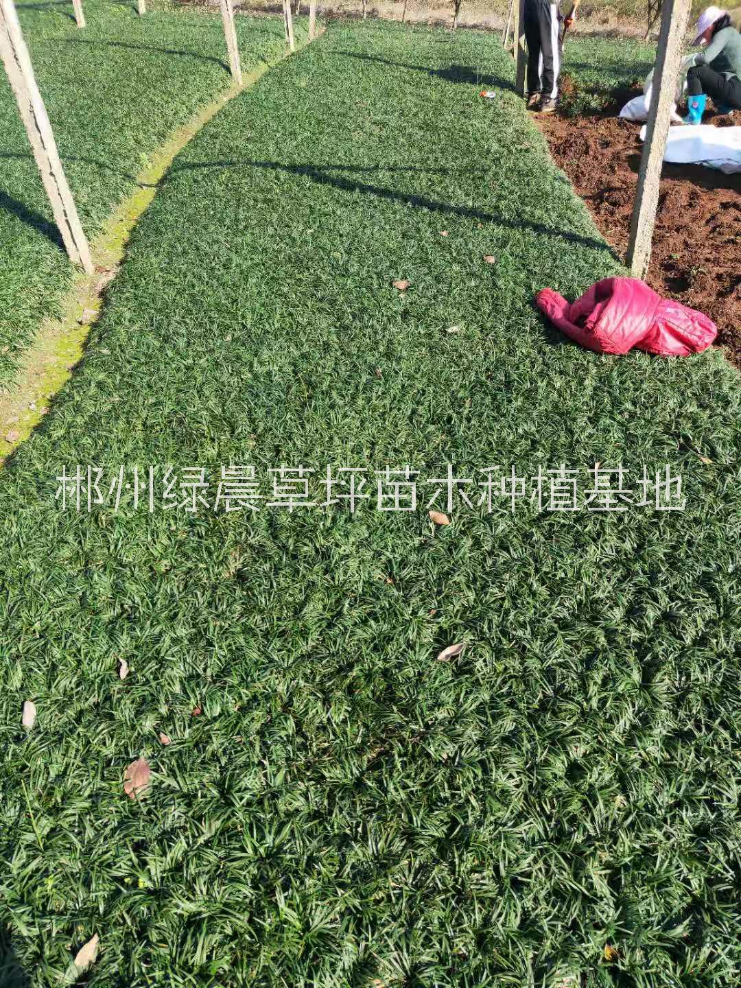 湖南玉龙草价格、批发、种植基地【郴州绿晨草坪苗木种植基地】图片