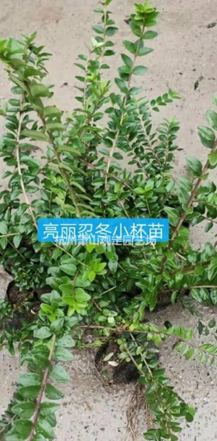 浙江杭州亮麗忍冬小杯苗基地圖片