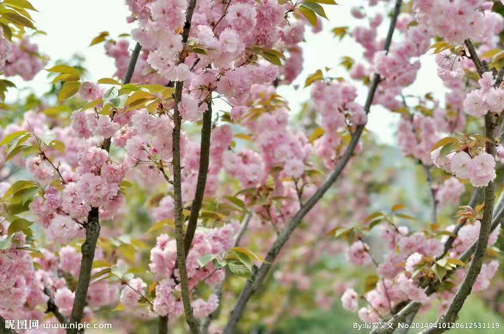 江蘇邳州圖片/江蘇邳州樣板圖 (4)