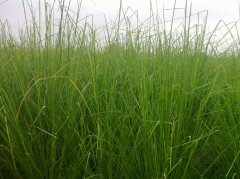 江西新余香根草圖片/江西新余香根草樣板圖 (4)