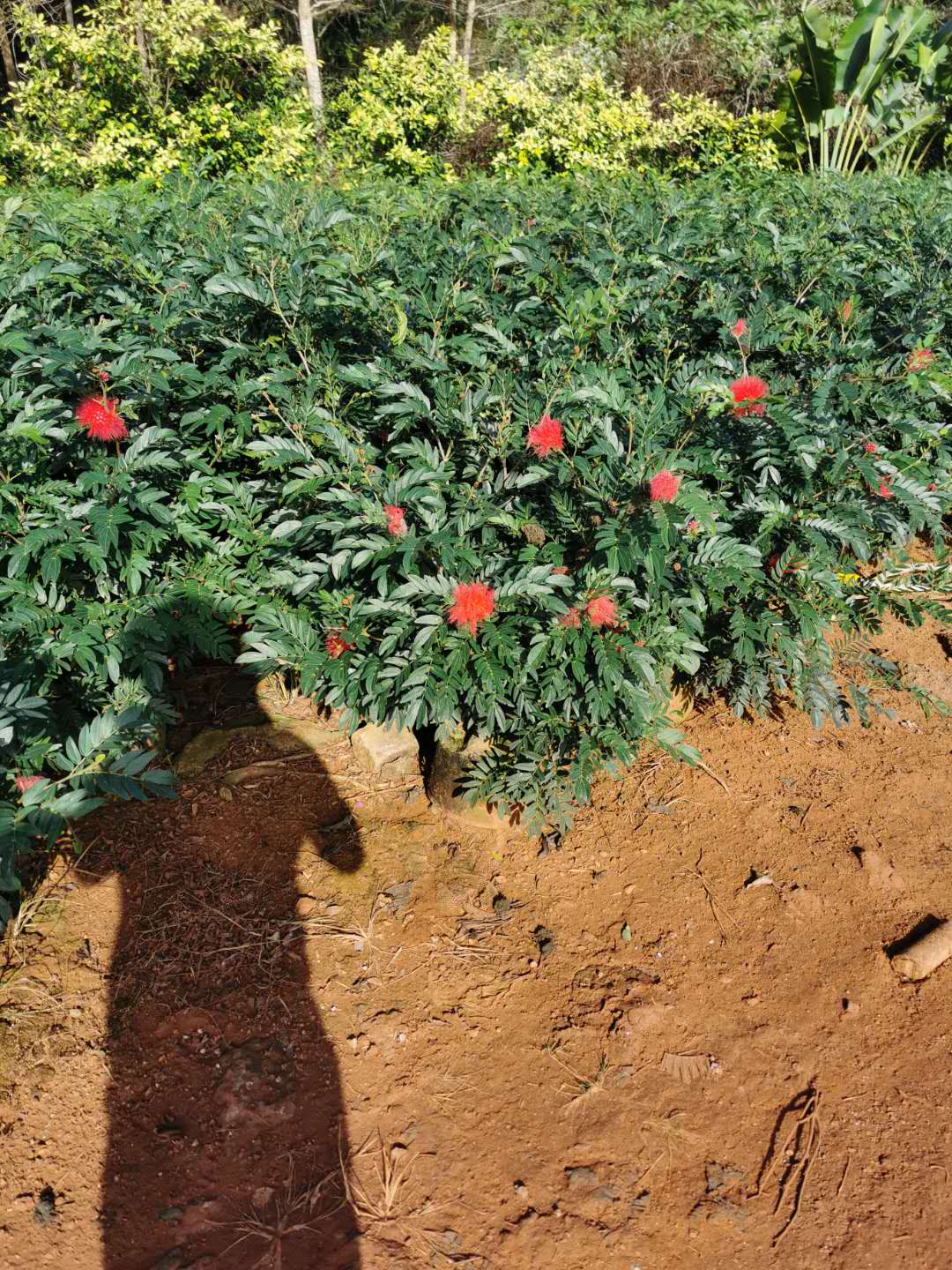 海南?？诩t絨球基地-海南紅絨球價格-海南紅絨球批發(fā)【海南南美綠化園林】